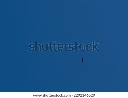 Single bald eagle flying high in a blue sky 