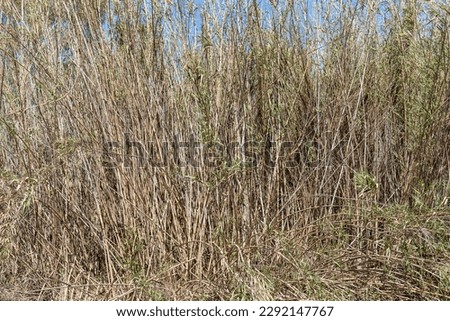 Dry yellow Cortaderia Selloana Pumila feather pampas grass with is on a blue sky with white clouds background in the park Royalty-Free Stock Photo #2292147767