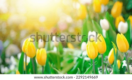 yellow tulips. Amazing white tulip flowers blooming in a tulip field, blurry tulip flowers in the sunset light. Panoramic landscape of blooming tulips field illuminated in spring by the sun. Royalty-Free Stock Photo #2292149669