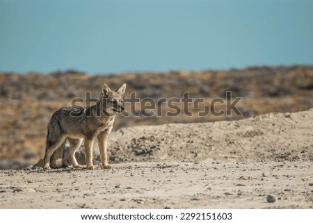 Picture of a fox standing against lake