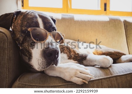 German brown white boxer dog in stylish sunglasses is lying on sofa at home. Canine domestic animal relaxing indoors. Cute clever professor doggy in sunny summer day. Summertime vacations trip fun joy Royalty-Free Stock Photo #2292159939