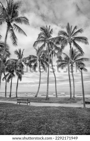 Coconut Palm Trees Growing on the Beach in Hawaii.