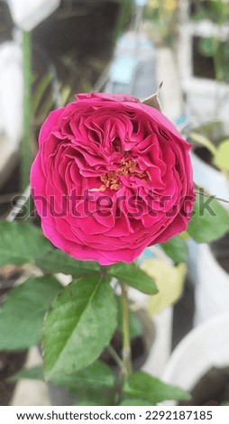 Kate rose in full bloom Royalty-Free Stock Photo #2292187185