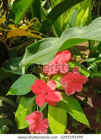 Impatiens walleriana is a species of plant that belongs to the Balsaminaceae family. This species is also part of the order Ericales. The Impatiens walleriana species is part of the Impatiens genus.