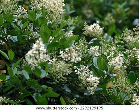 A blooming tree Ligustrum japonicum shows its beautiful white flowers in the spring, green leaves and white flower background  Royalty-Free Stock Photo #2292199195