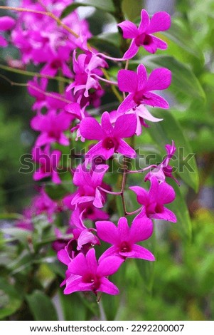 Blooming purple orchid flowers with blurry green background