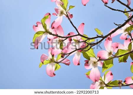 Flowering dogwood ( Cornus florida ) pink flowers. Cornaceae deciduous flowering tree native to North America. Flowering season is from April to May. Royalty-Free Stock Photo #2292200713