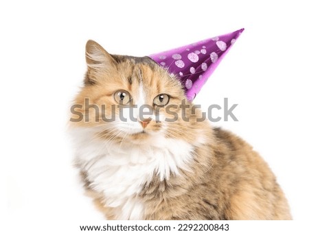 Fluffy calico cat with party hat looking at camera. Orange cat wearing a pink party cone off-center. Pet themed concept for party celebration, holidays, birthday or happy new year. Selective focus.