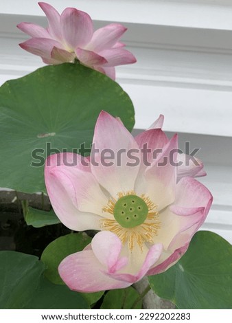 The beautiful blooming lotus of Siam