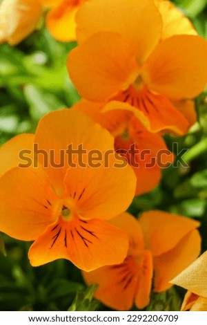 Close up of orange pansies. Green background. California, 2016.