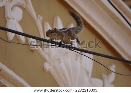 In Thanjavur, Tamil Nadu.
I captured a picture of the Indian Palm Squirrel on May 27, 2021.