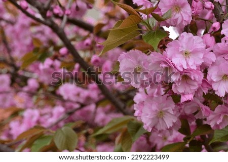 the beautiful spring tree blossoms close up in my garden