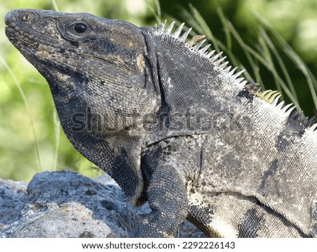 Yucatan, Mexico - February 2023: Picture showing typical wildlife of Yucatan peninsula 