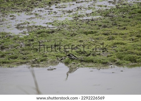 A snake bird is moving at the edge of a lake