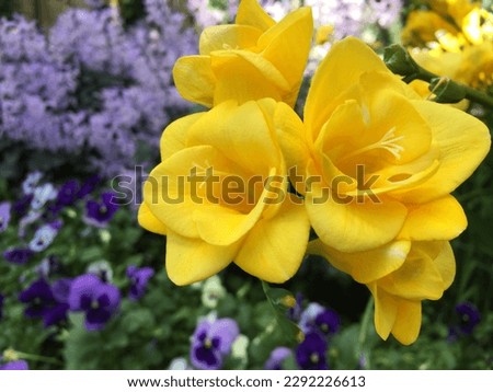 Beautiful Yellow and Purple Flowers
