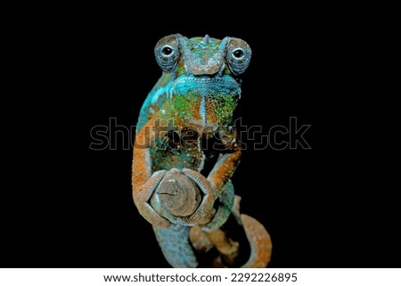 panthera chameleon on the branch