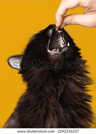 cat catches a food, open mouth, man feeding a cat close up