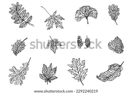 Collection of leaf doodle sketching, ink drawing vector graphic element, nature plant contour drawing icon set, hand drawing leaf isolated on white background, botanical drawing coloring clipart