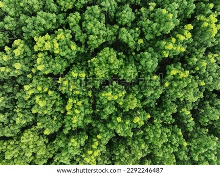 Aerial top view of rubber forest. Drone view of dense green rubber trees garden capture CO2. Green trees background for carbon neutrality and net zero emissions concept. Sustainable green environment. Royalty-Free Stock Photo #2292246487