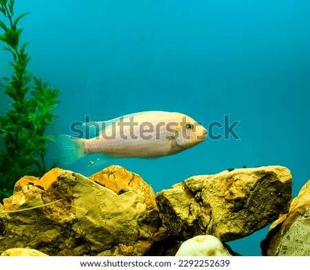 Multi-colored bright fish swim in the aquarium. Aquarium with small pets.