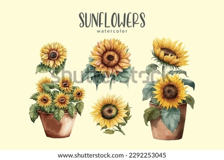 sunflower set on isolated simple background, sunflowers watercolor illustration