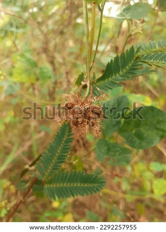 sri lanka Nidikumba Plant Close up picture 