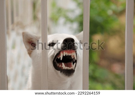 Shiba Inu dog near metal fence outdoors, closeup Royalty-Free Stock Photo #2292264159