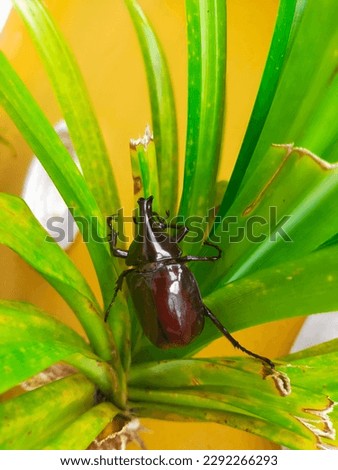 Beetles are insects that form the order Coleoptera Royalty-Free Stock Photo #2292266293