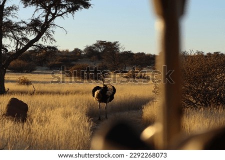 A picture in which a bouquet is just running away. This photo was taken in Namibia, Africa.