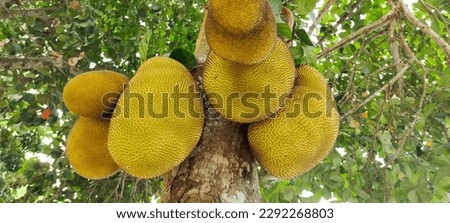 Jackfruit On tree close photography with green leaves, fresh Jackfruit hanging on the tree, tree wallpaper, background 