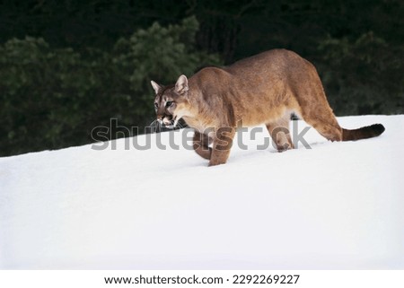 wild big cats animals in action Royalty-Free Stock Photo #2292269227