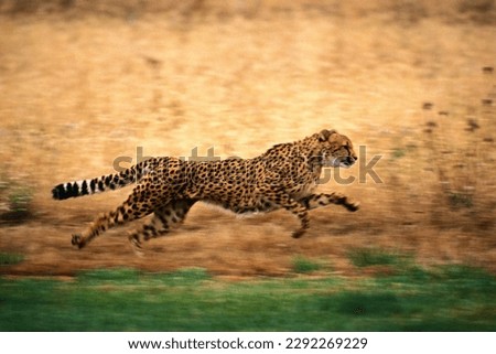 wild big cats animals in action Royalty-Free Stock Photo #2292269229