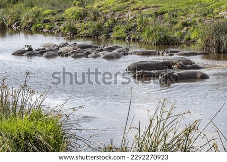Hippos in Ngorongoro National Park. Hippopotamuses in Ngorongoro Crater. Safari in Tanzania, Africa	