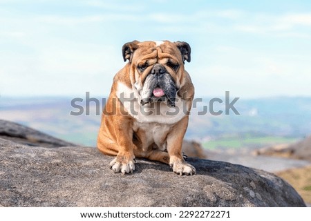 English bulldog on top of mountain sitting on top of mountain and looking at Peak District on a sunny warm day. Royalty-Free Stock Photo #2292272271