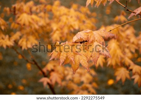 Maple yellow branch with rain drops, autumn background. Front view photography with blurred background. High quality picture for wallpaper