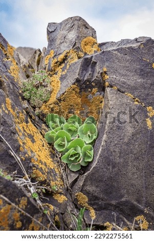 Close up succulent on the rocks concept photo. Plant surrounded by rocks in mountains. High quality picture for wallpaper