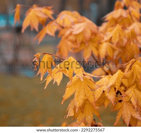 Close up maple branch with rain drops, autumn photo. Front view photography with blurred background. High quality picture for wallpaper