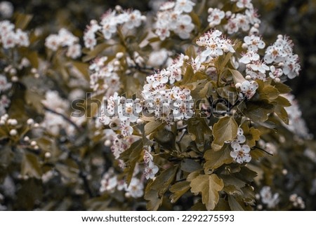 Blooming Choisya branches in the forest in spring concept photo. Rainy weather countryside at spring season. Spring park blossom background