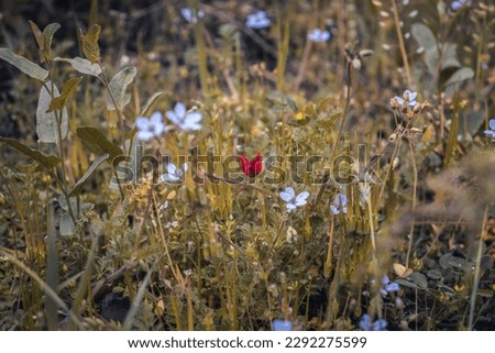 Close up colorful wildflowers in summer meadow concept photo. Countryside at spring season. Garden blossom background
