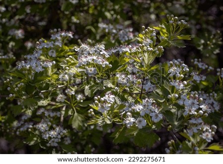 Blooming Choisya branches in the forest in spring concept photo. Sunny countryside at spring season. Spring park blossom background