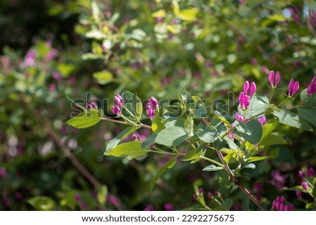 Close up blooming spring bush under sun light concept photo. Countryside at spring season. Spring park blossom background
