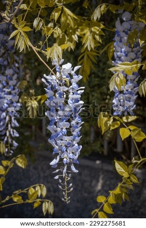 Close up pink spring flower wisteria under sunlight concept photo. Countryside at spring season. Spring garden blossom background
