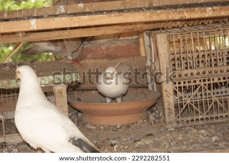 white pigeon in his house real beautiful pigeon pictures
