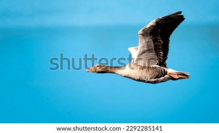 Wild goose in flight over water Royalty-Free Stock Photo #2292285141