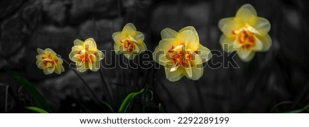 Panoramic picture with daffodils.
Bright yellow flowers on a black background.Close-up of daffodils.