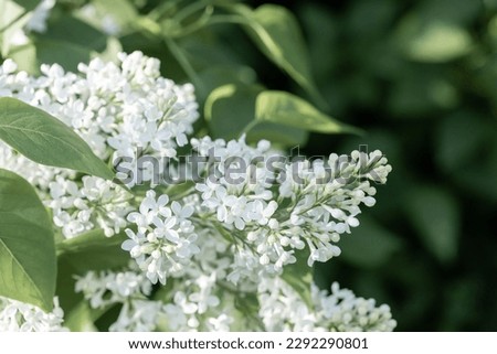 White blossom lilac branch close up. Spring lilac branch with white flowers on blurry greenery background. Spring blossoming image. Copy space. Selective focus.