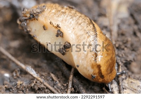 Japanese native slug (Meghimatium bilineatum, Futasuji namekuji), overwintering in a dead tree (Close up macro photography)