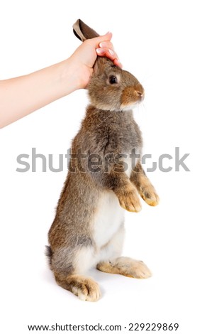 Hand holding a young brown rabbit from it's ears