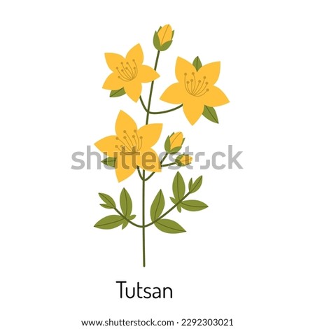 St. John's wort, a medicinal herb flower. A botanical plant. Medical and medicinal herbs. Vector illustration isolated on a white background Royalty-Free Stock Photo #2292303021