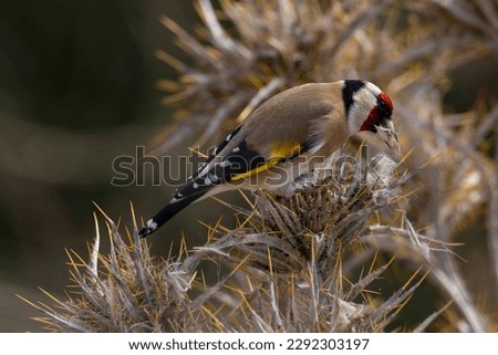 European goldfinch eating seeds. A bird with many colors like brown black white red yellow is on a dry thorn and eats its seeds. Carduelis carduelis.